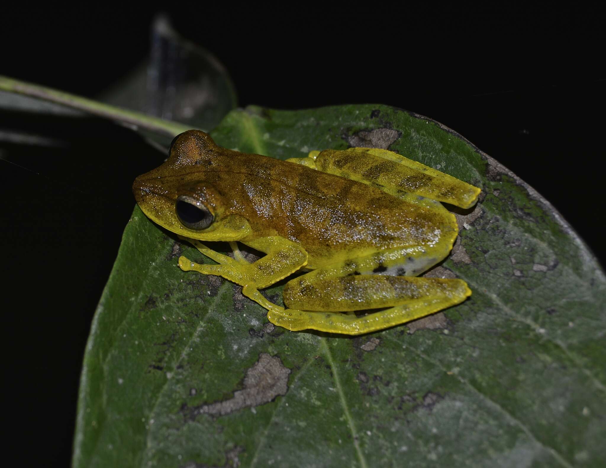 Image of Gunther's Banded Treefrog