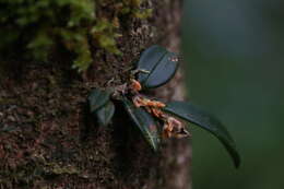 Image de Bulbophyllum schillerianum Rchb. fil.