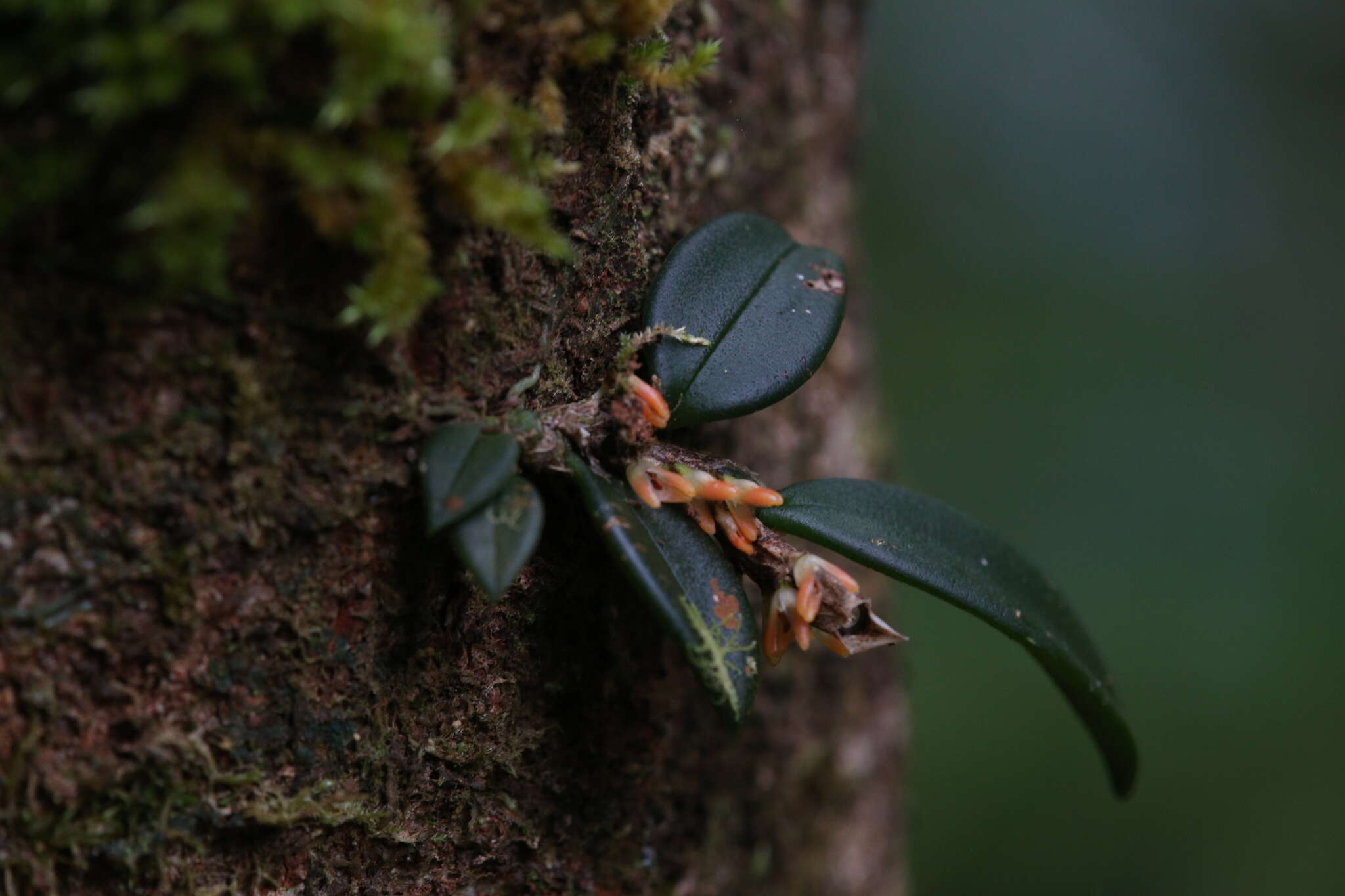 Image of Red rope orchid