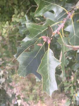 Image of Bear Oak