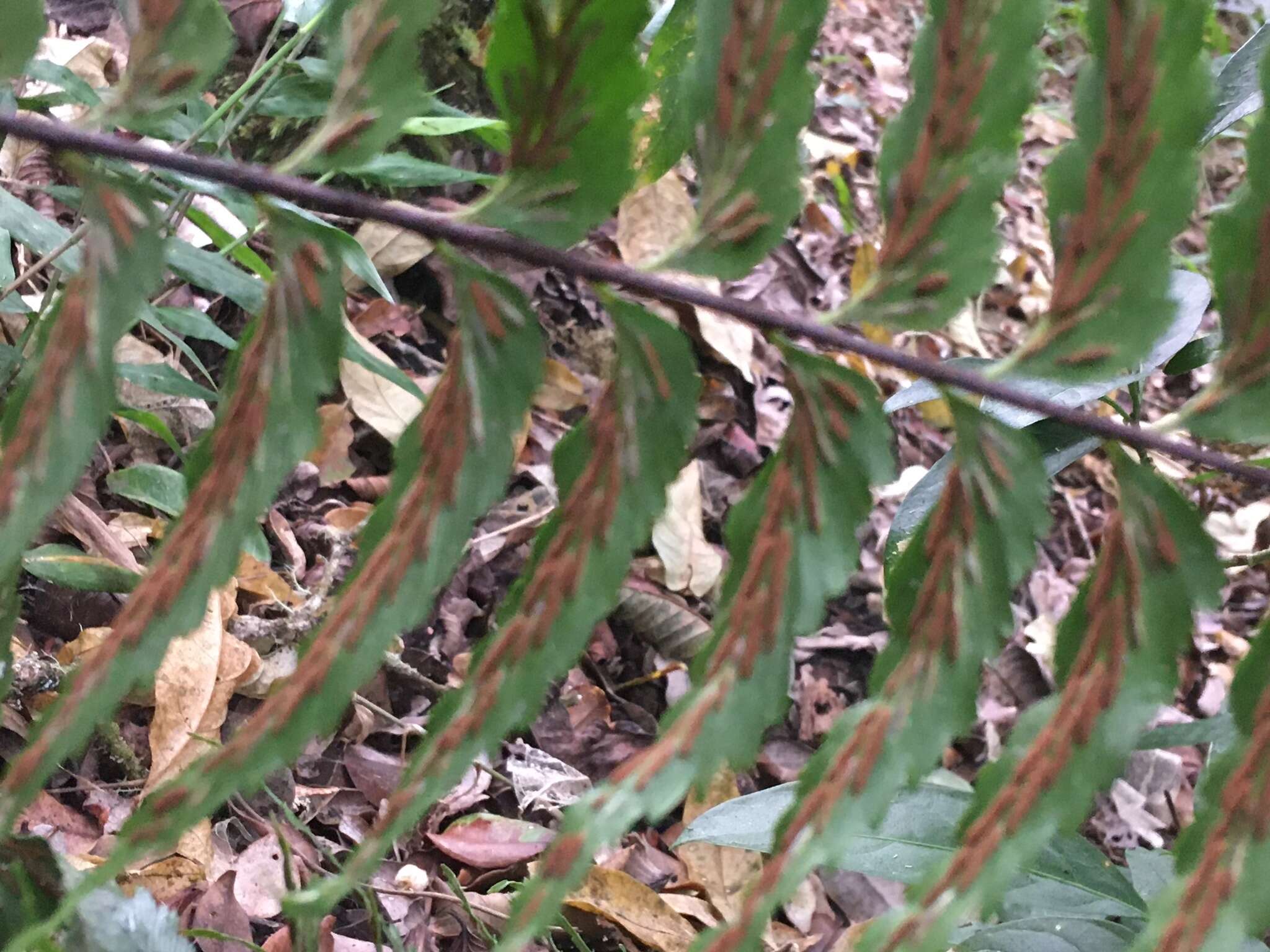 Image of Forest Spleenwort