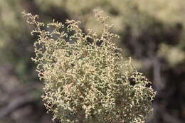 Image of South American saltbush