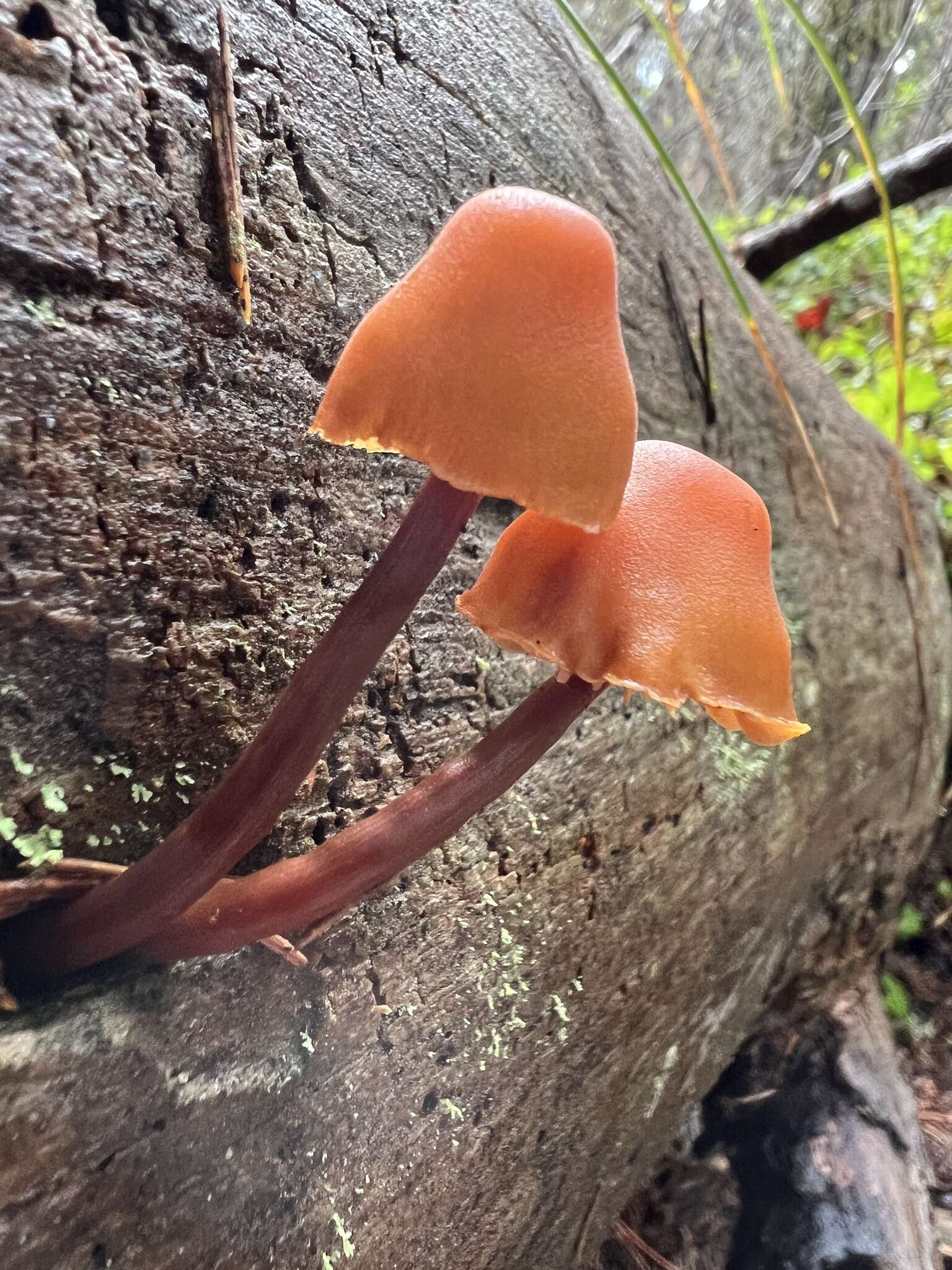 Image of Gymnopilus rufescens Hesler 1969