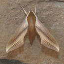 صورة Xylophanes tersa (Linnaeus 1771)