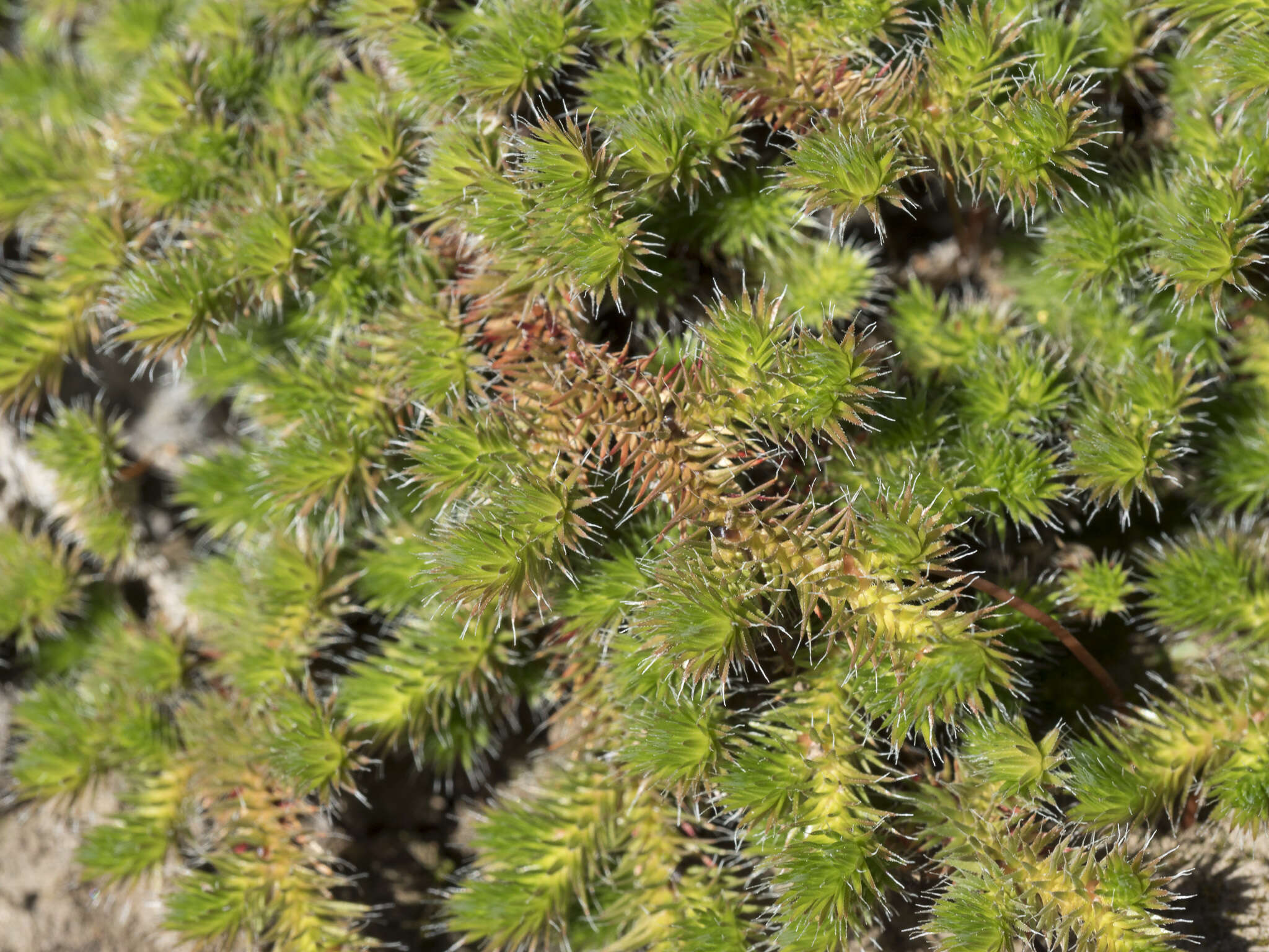 Image of Hansen's spikemoss