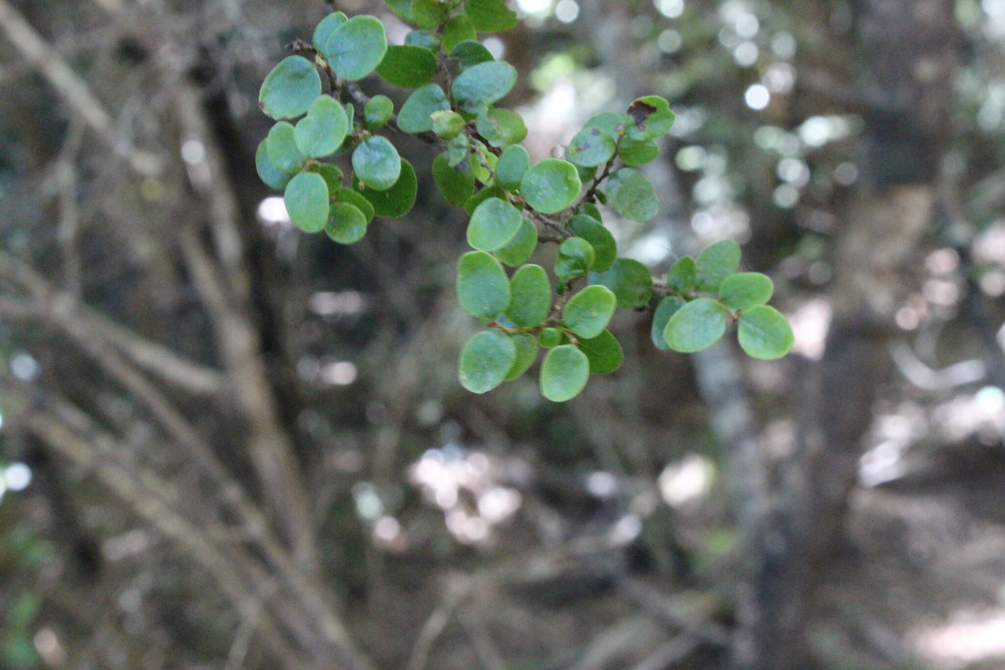 Image of Nothofagus solandri (Hook. fil.) Oerst.