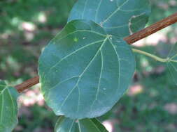 Image of premna