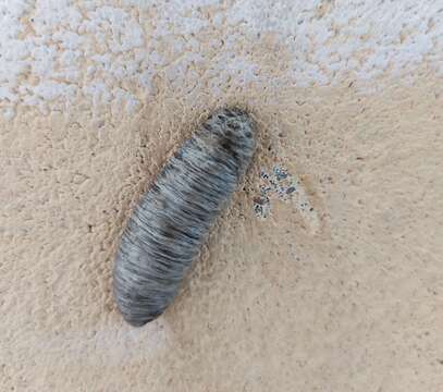 Image of Caterpillar slug