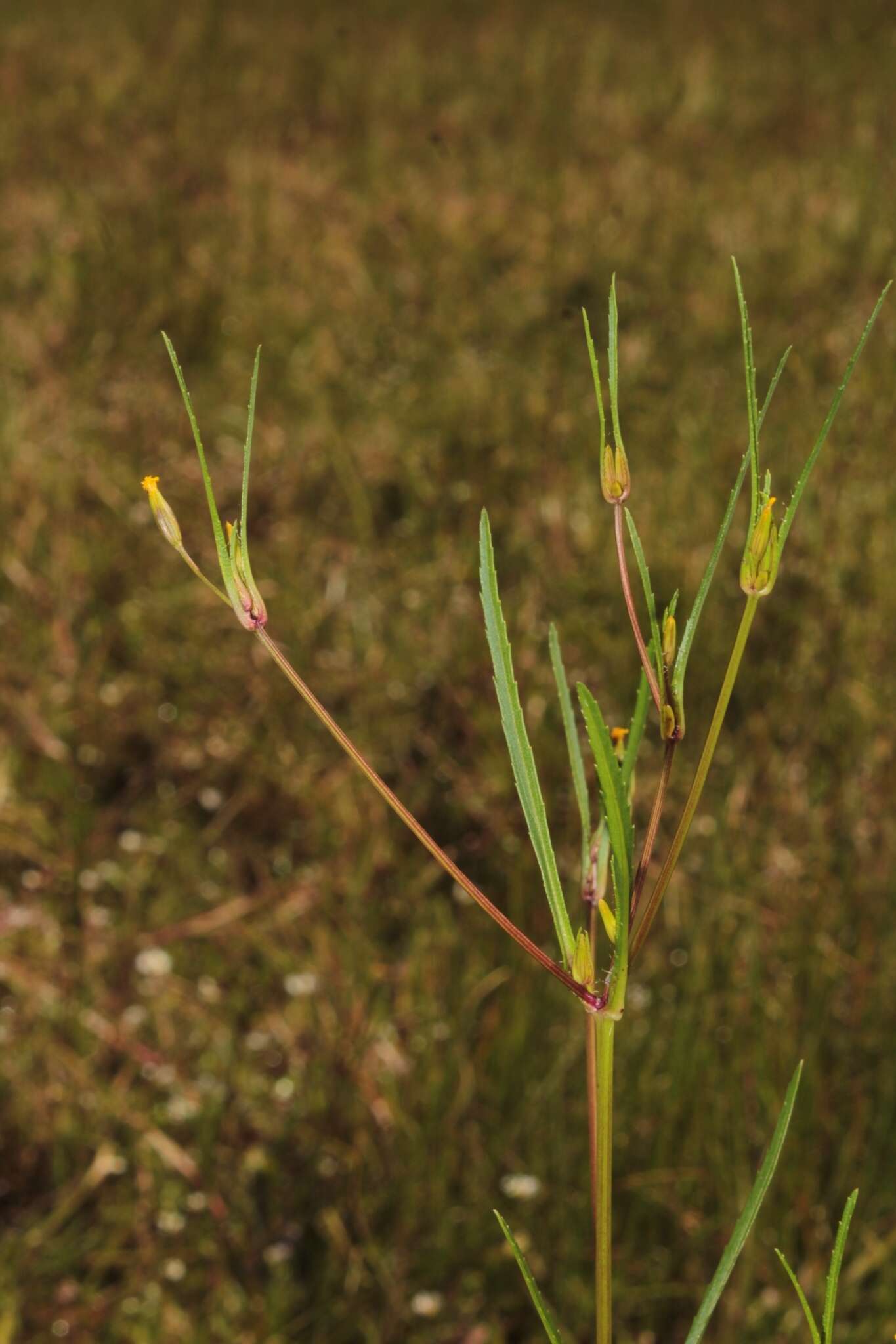 Sivun Tagetes epapposa B. L. Turner kuva