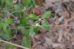 Landolphia camptoloba (K. Schum.) Pichon的圖片