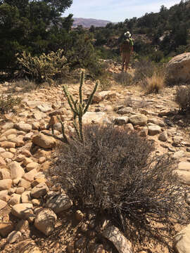 Imagem de Cylindropuntia acanthocarpa (Engelm. & J. M. Bigelow) F. M. Knuth