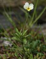 Слика од Viola arvensis Murray