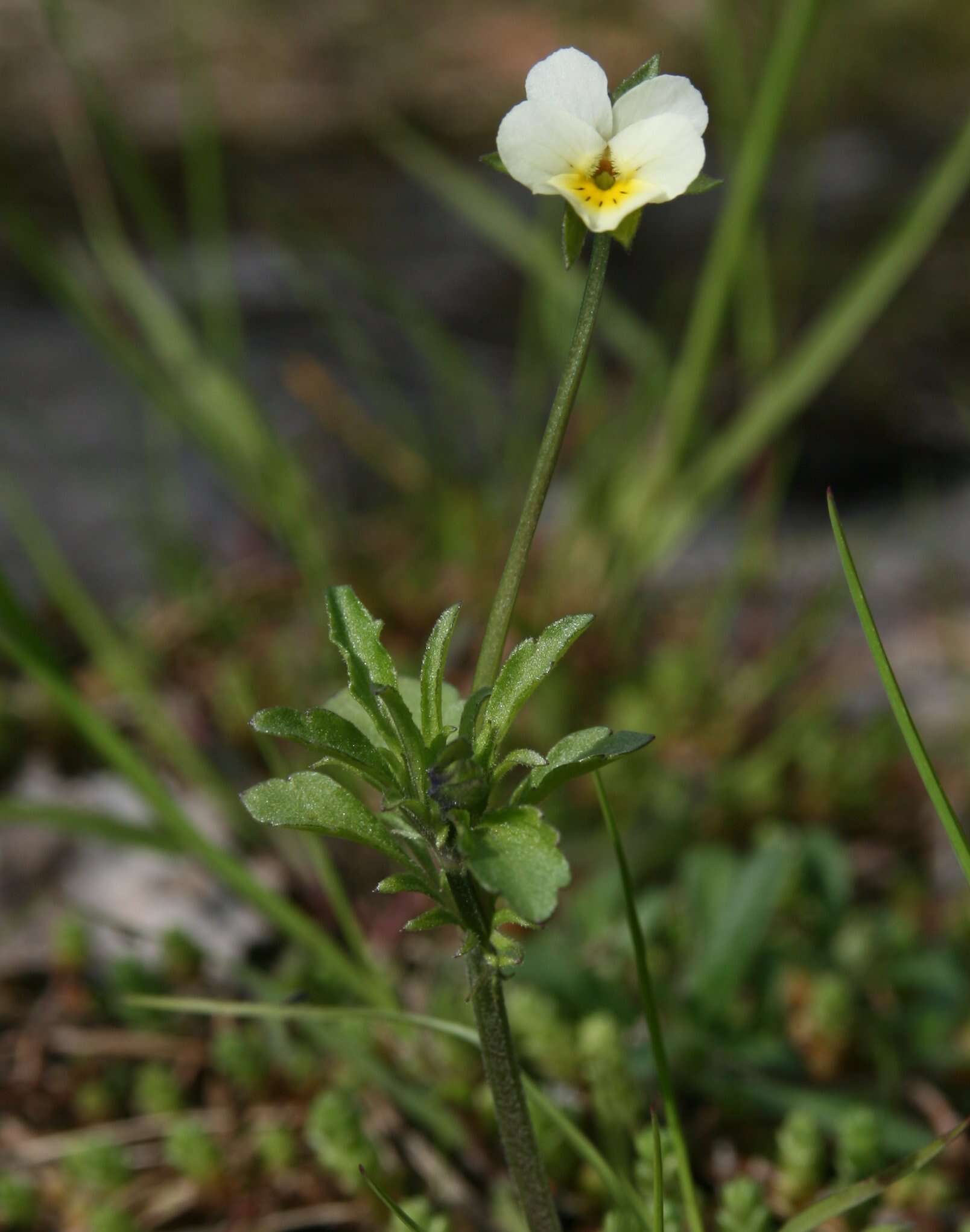 Слика од Viola arvensis Murray