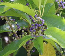 Image of Melicytus ramiflorus subsp. ramiflorus