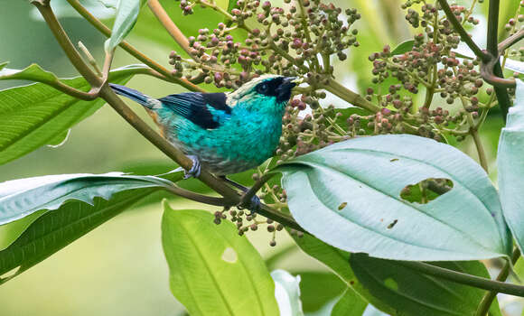 Image of Metallic-green Tanager