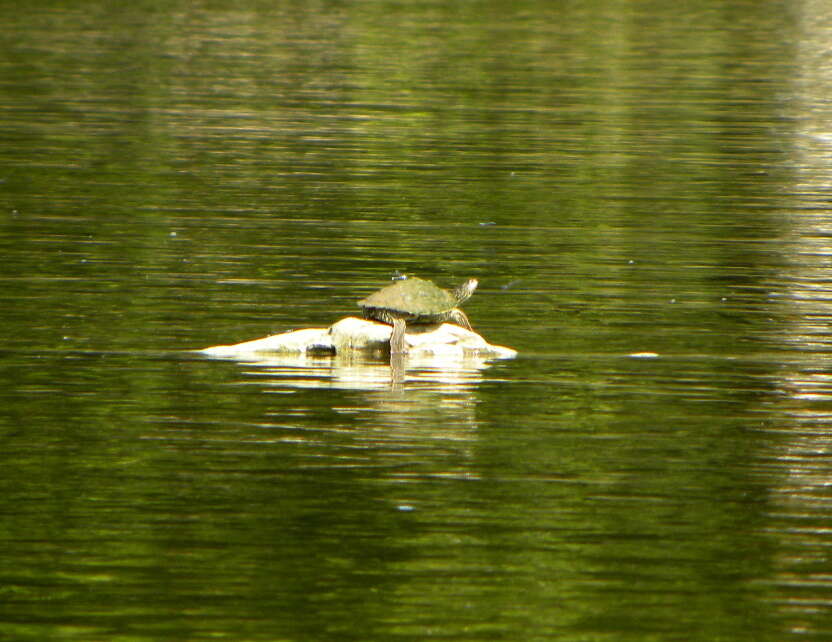 Image of Texas Map Turtle