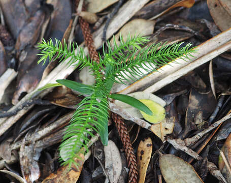 Image of Norfolk Island Araucaria