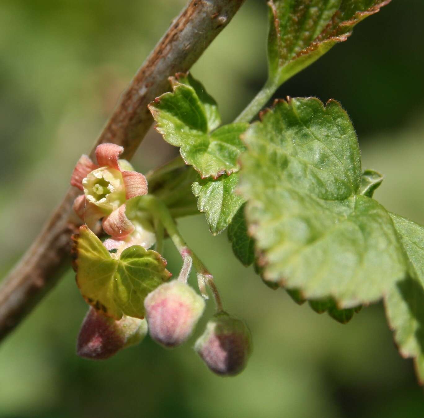 Image of Black Currant