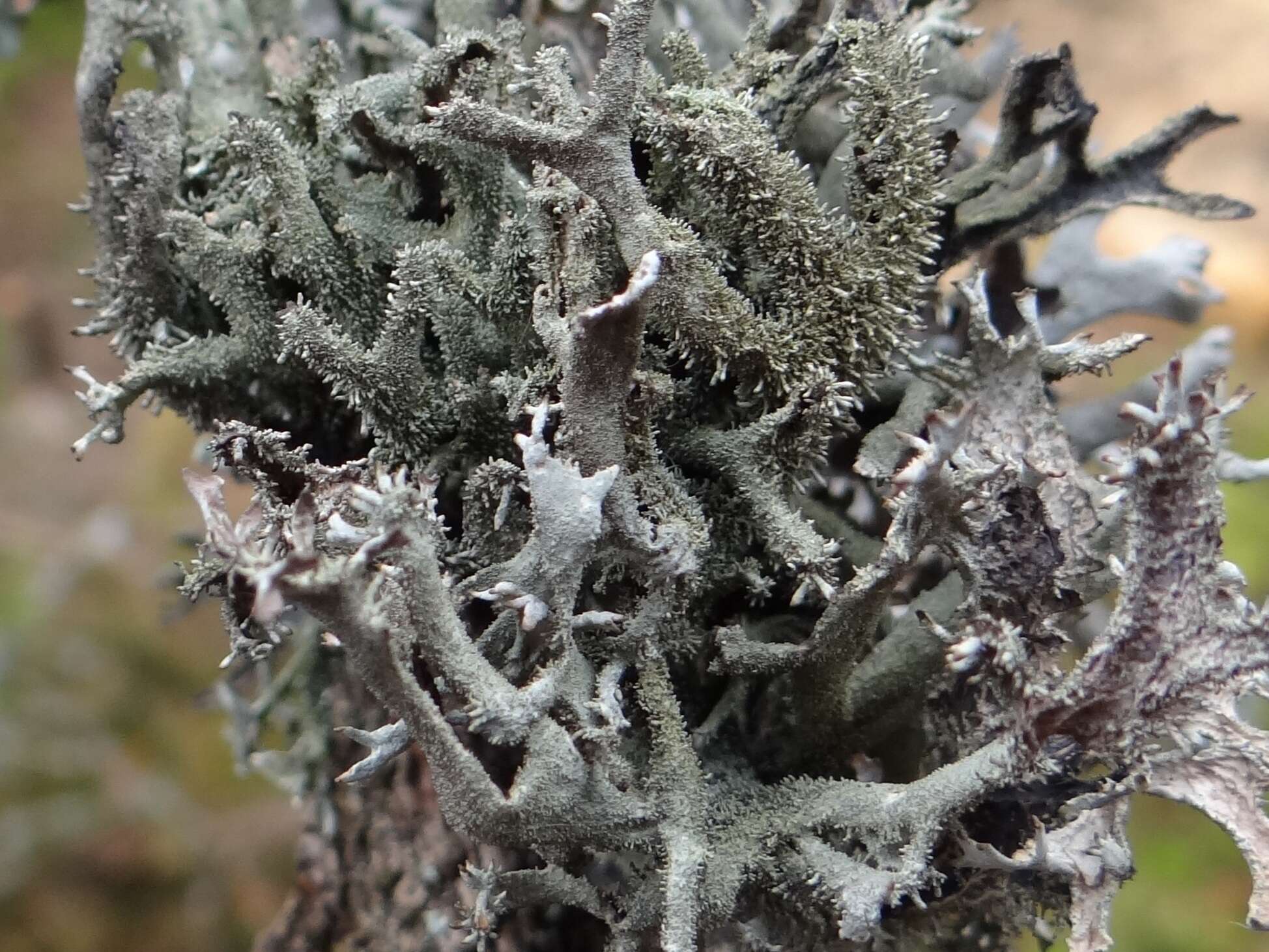 Image of Pseudevernia furfuracea (L.) Zopf