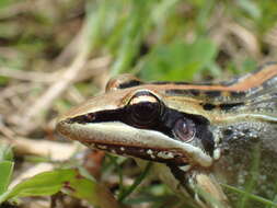 Image of Ptychadena guibei Laurent 1954