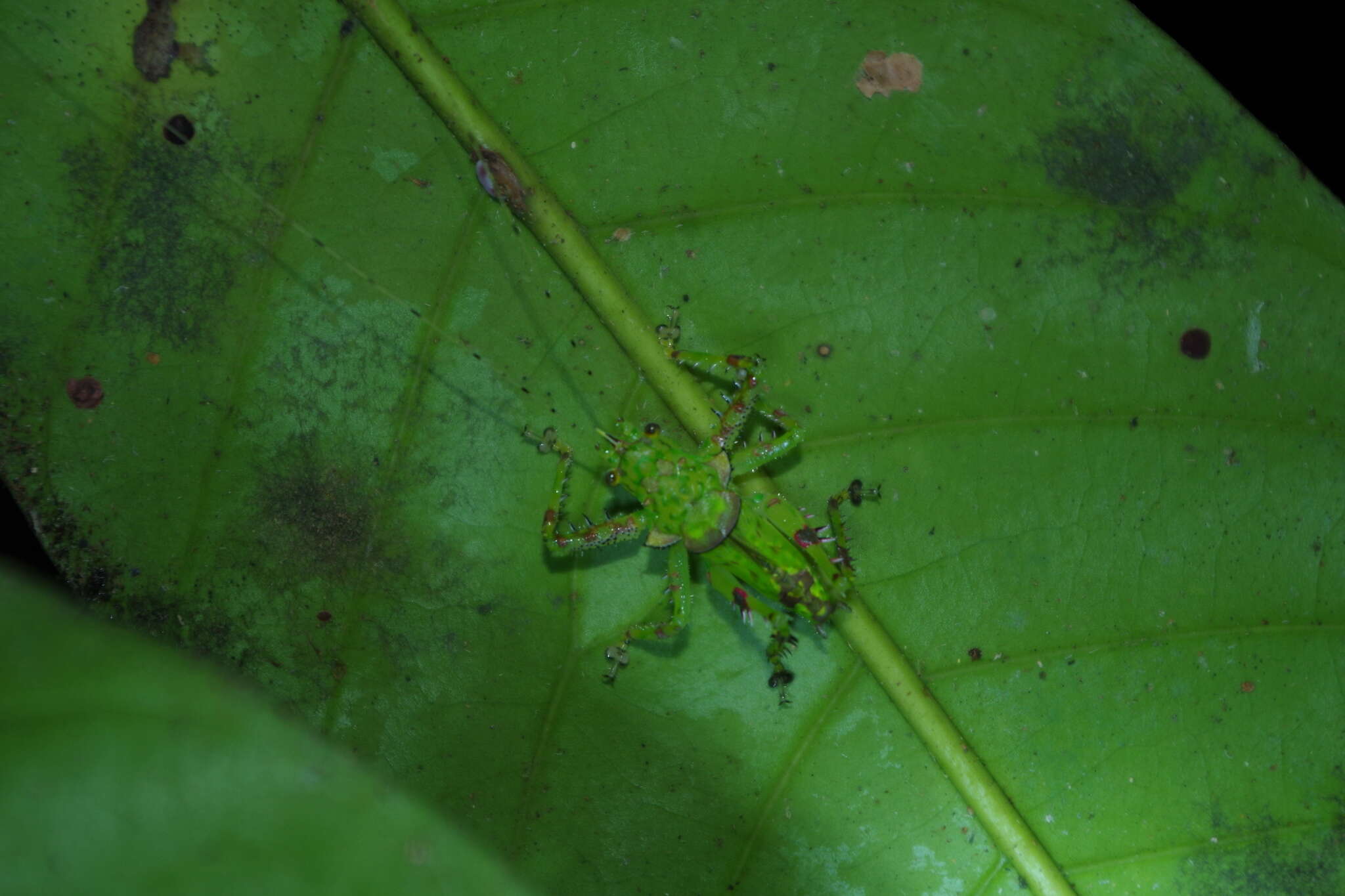 Image de Loboscelis