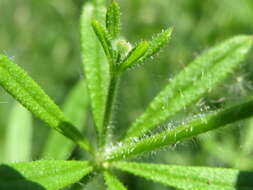 Image of Goosegrass