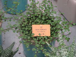 Image of maidenhair vine