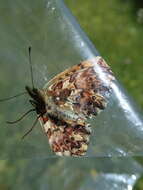 Image of <i>Boloria titania</i>