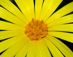 Image of field marigold