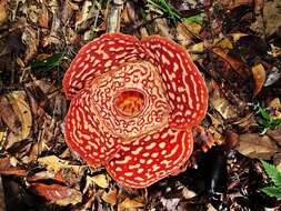 Image of Rafflesia pricei W. Meijer