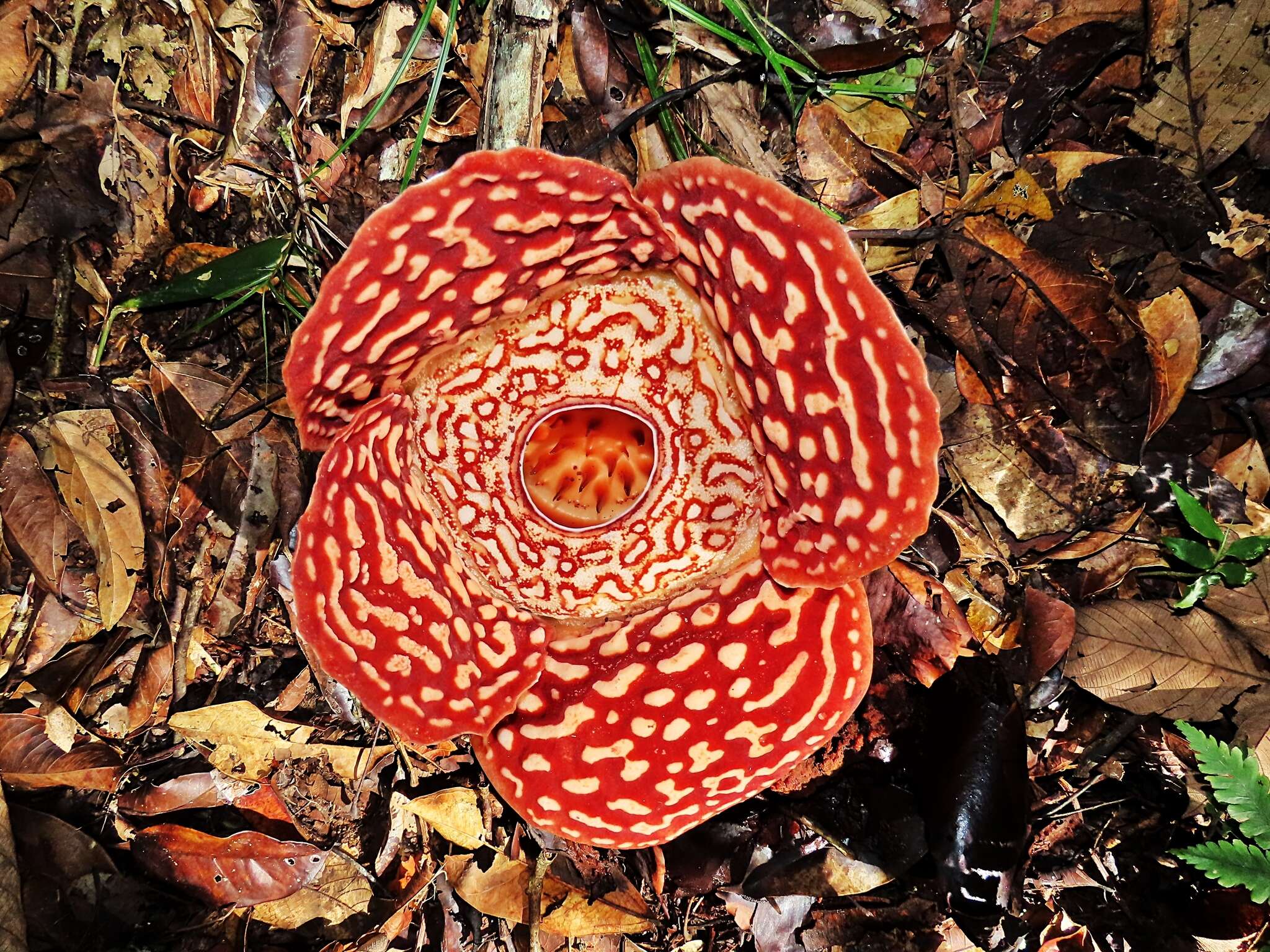 Image of Rafflesia pricei W. Meijer