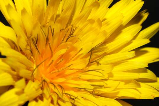 Image of common hawkweed