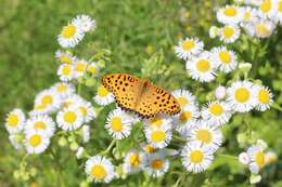 Image of Philadelphia fleabane