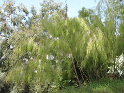 Image of Otatea acuminata (Munro) C. E. Calderón ex Soderstr.