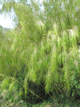 Image of Otatea acuminata (Munro) C. E. Calderón ex Soderstr.