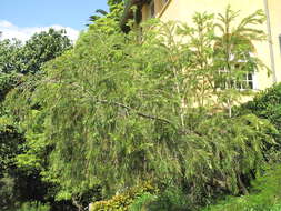 Image of crimson bottlebrush