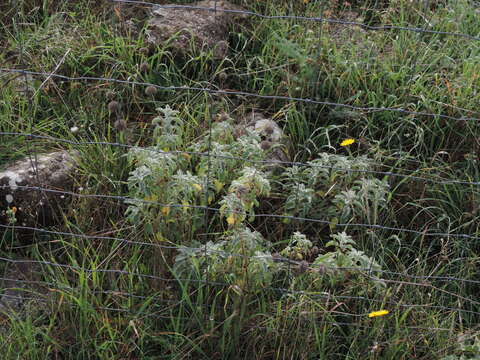 Image of horehound