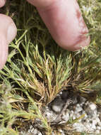 Image of brittle sandwort