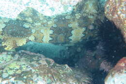 Image of Banded Wobbegong