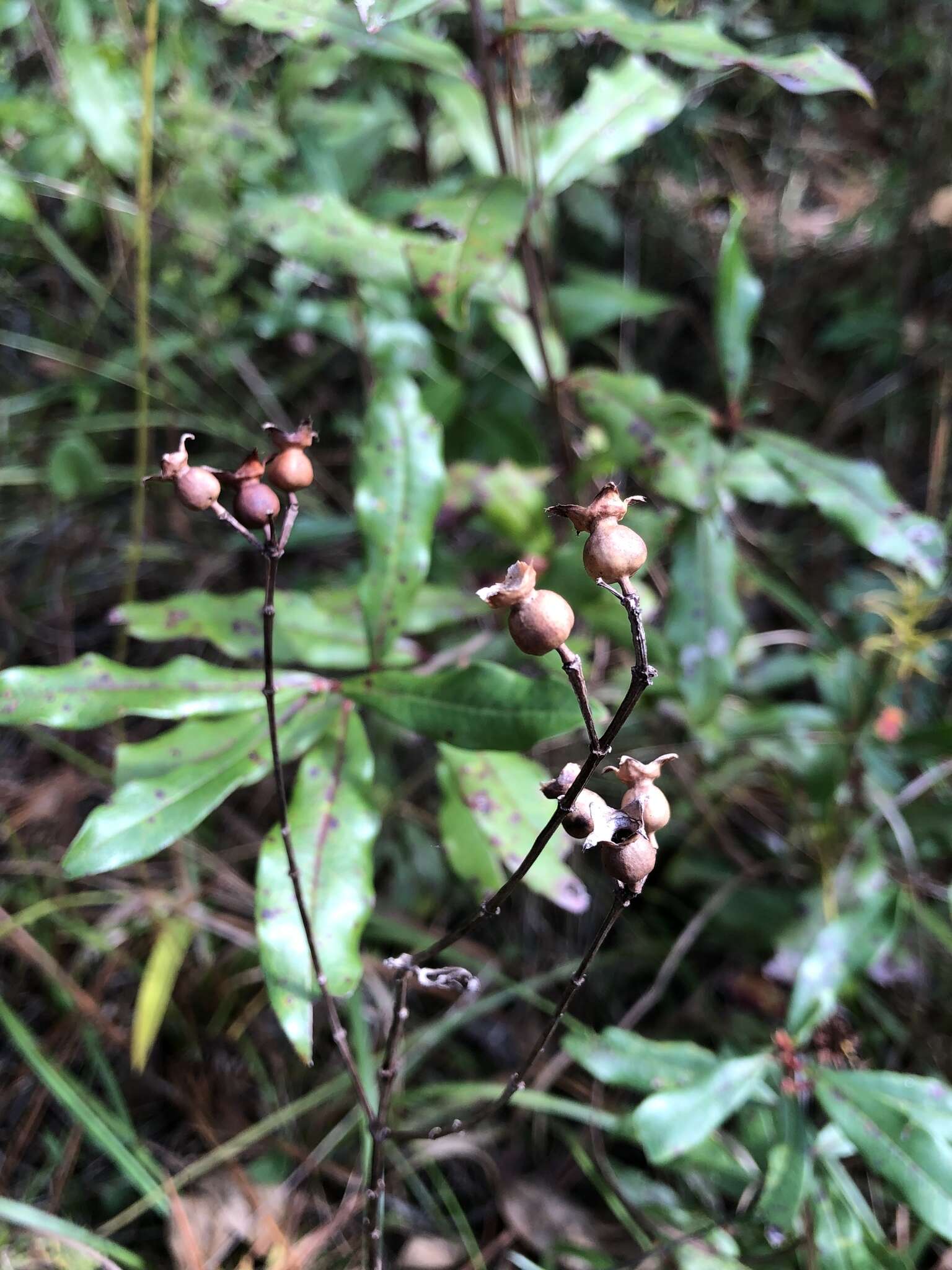 Imagem de Rhexia petiolata Walt.