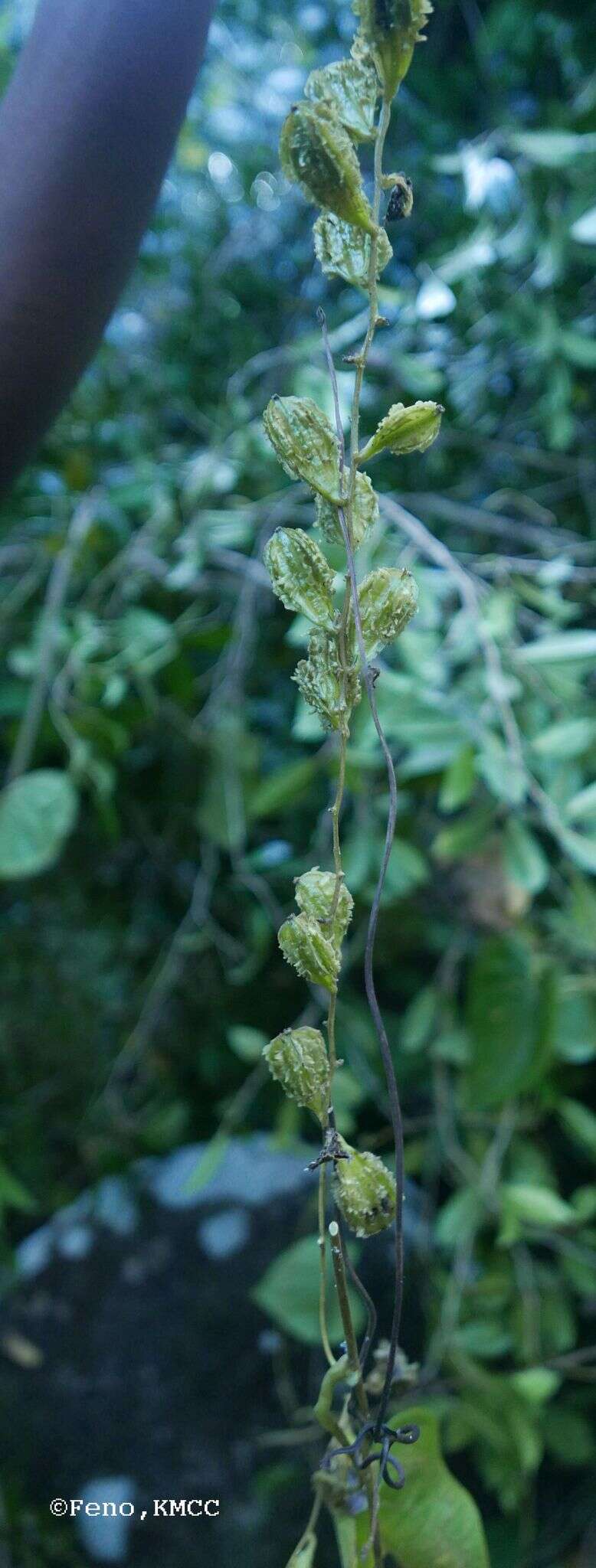 Image of Dioscorea sambiranensis subsp. sambiranensis