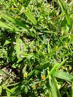 Image of Chrysanthellum indicum subsp. mexicanum (Greenm.) B. L. Turner