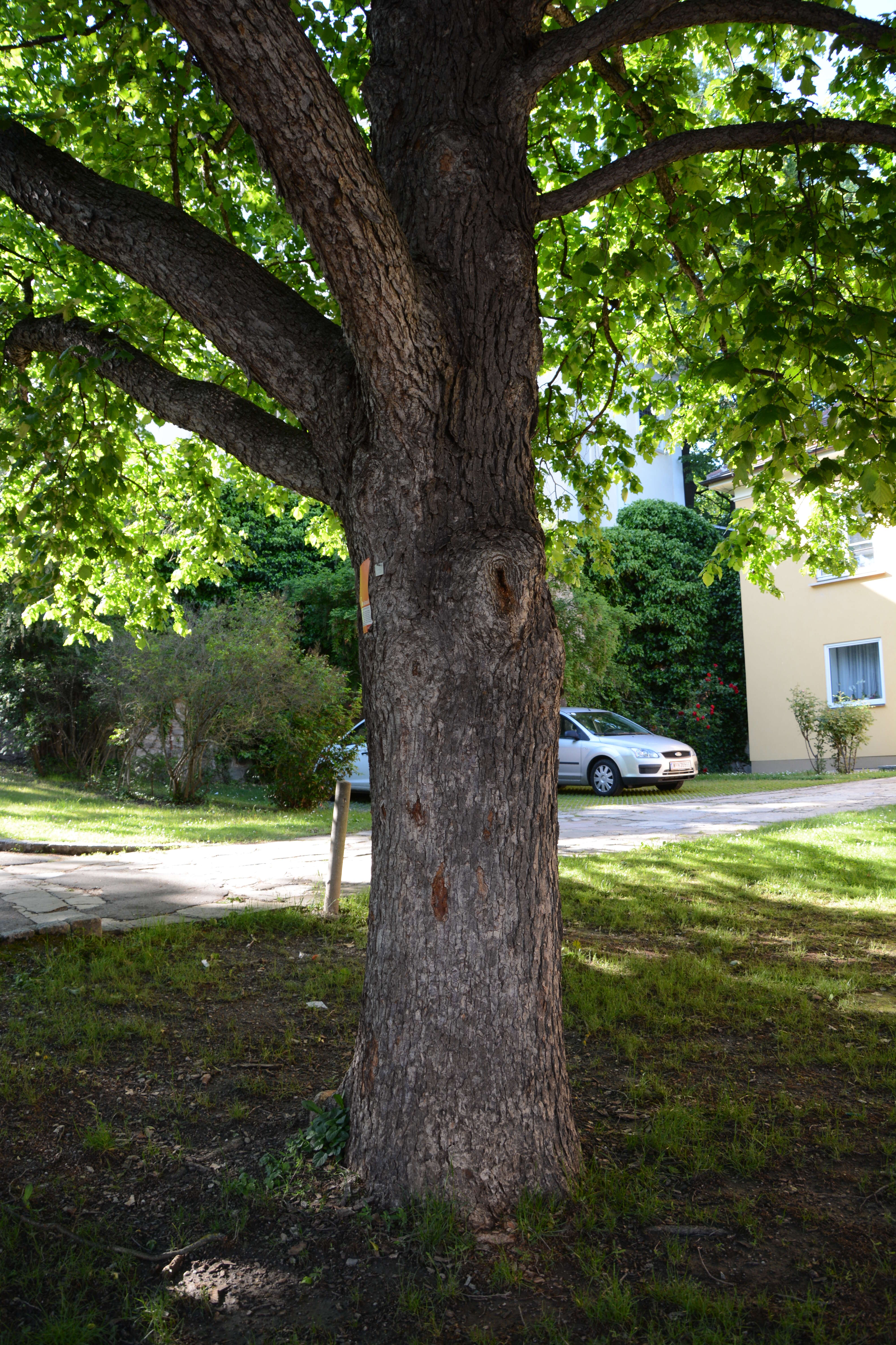 Image of Turkish Hazel