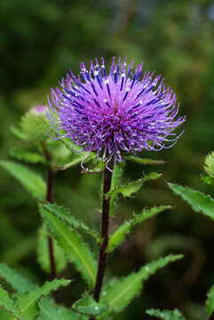 Слика од Cirsium vlassovianum Fisch. ex DC.