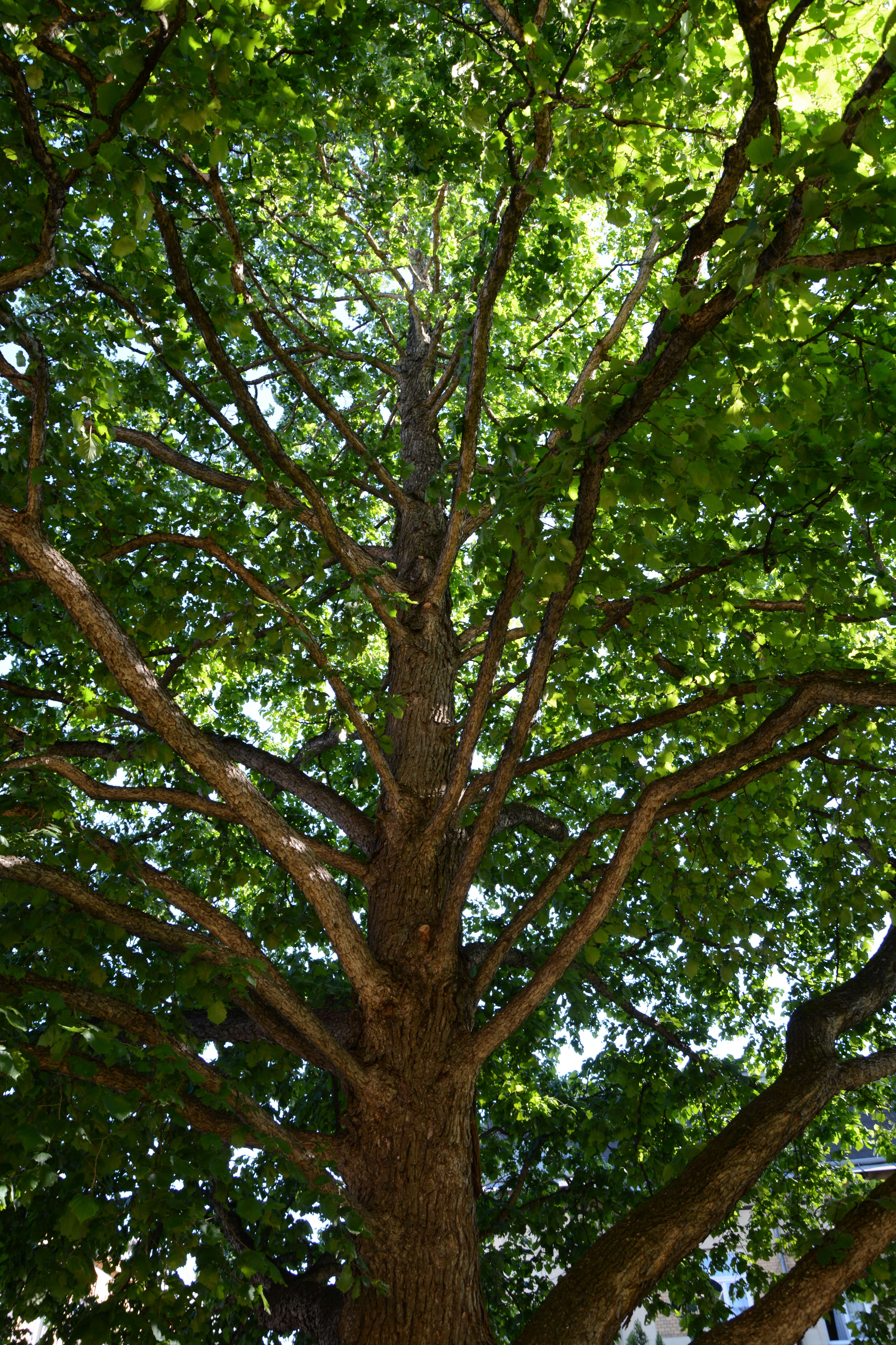 Image of Turkish Hazel