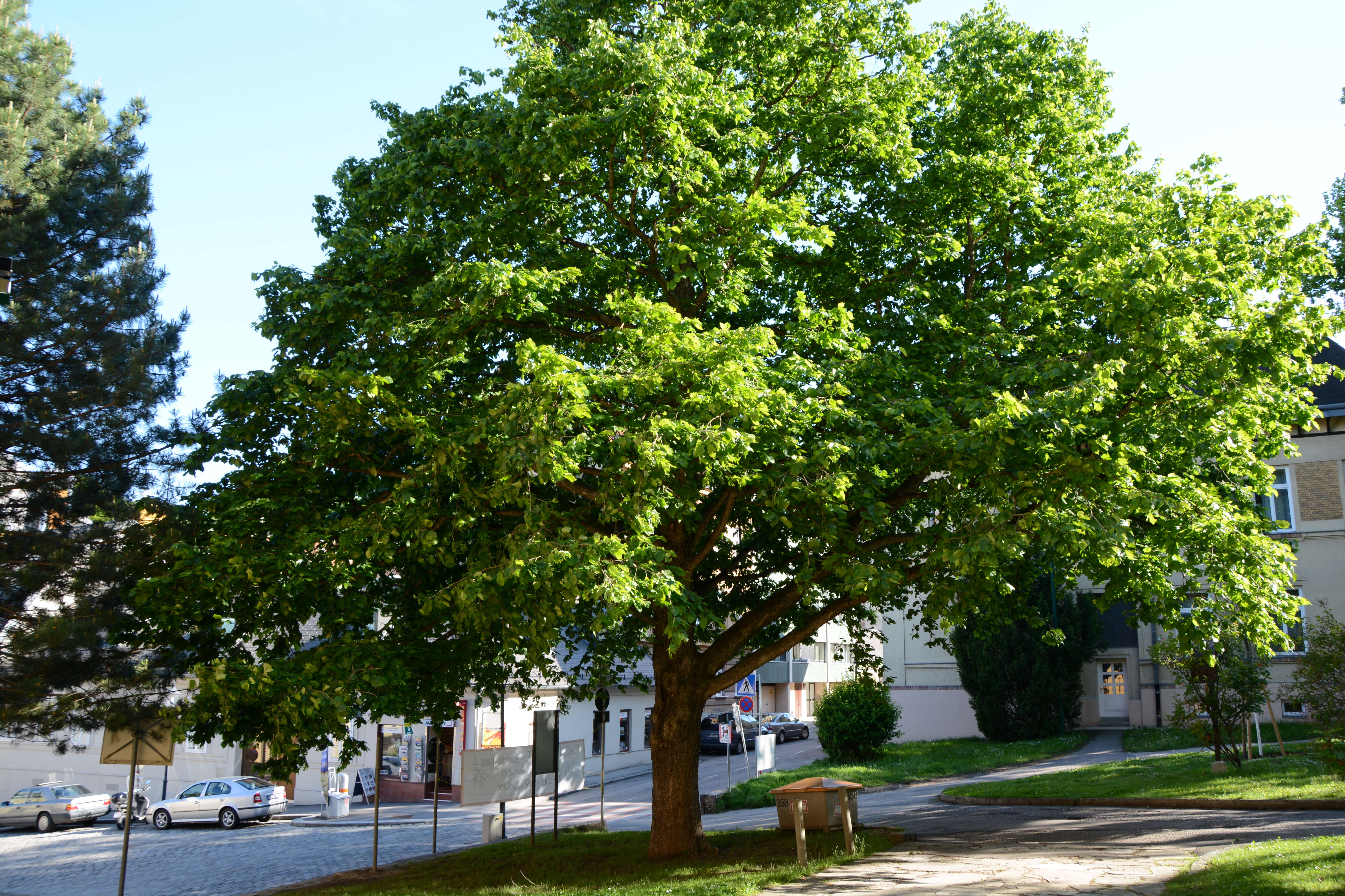 Image of Turkish Hazel