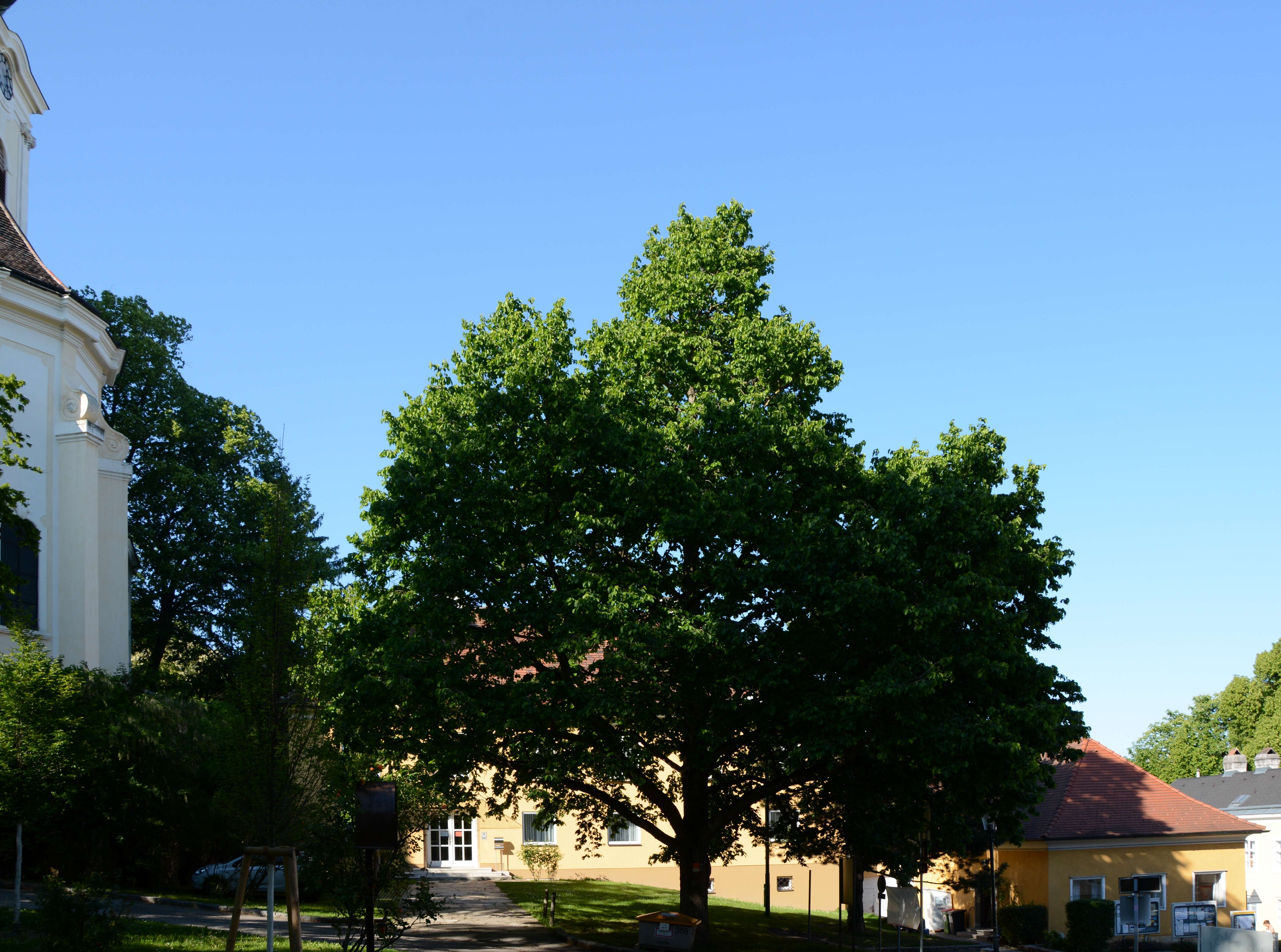 Image of Turkish Hazel