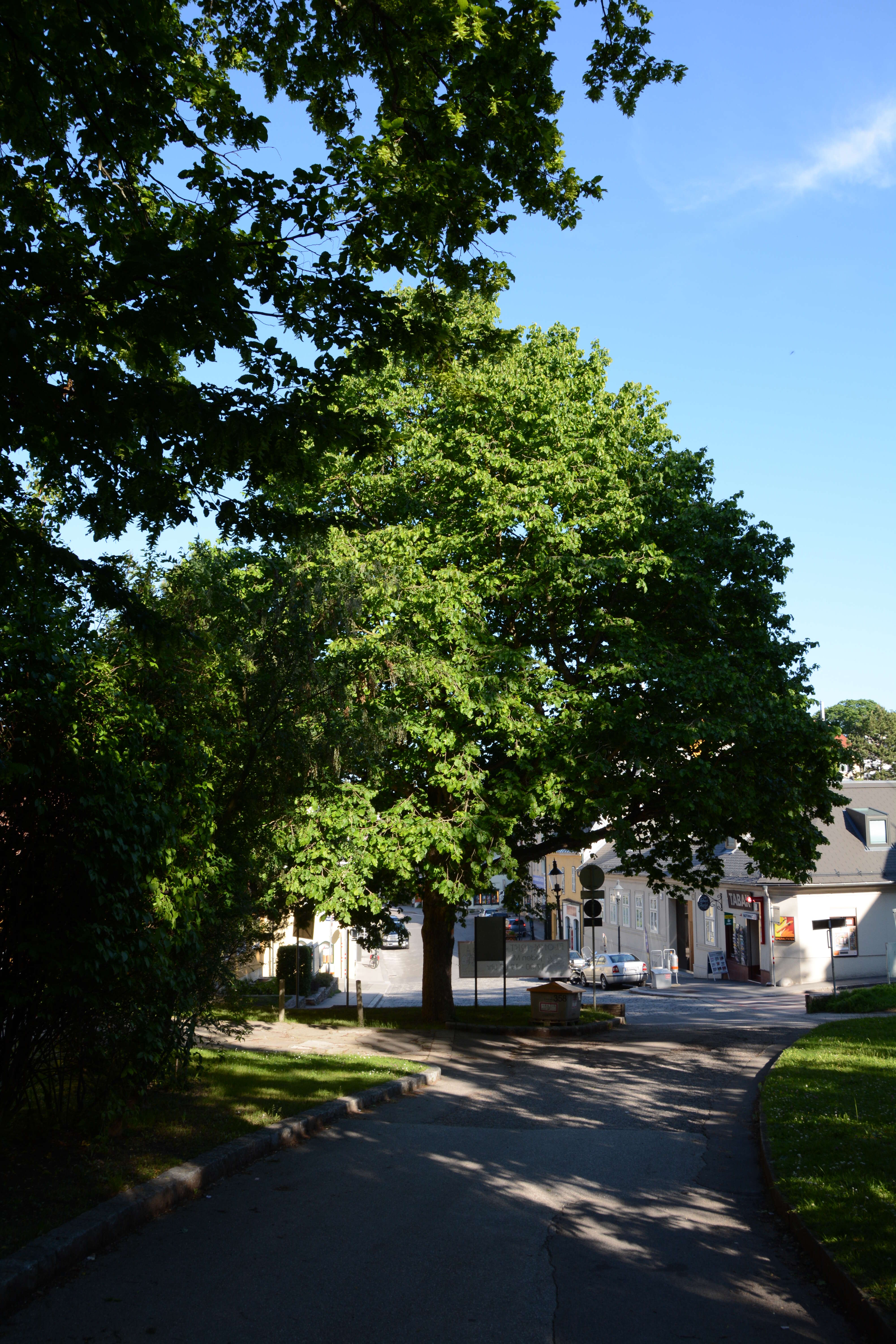 Image of Turkish Hazel