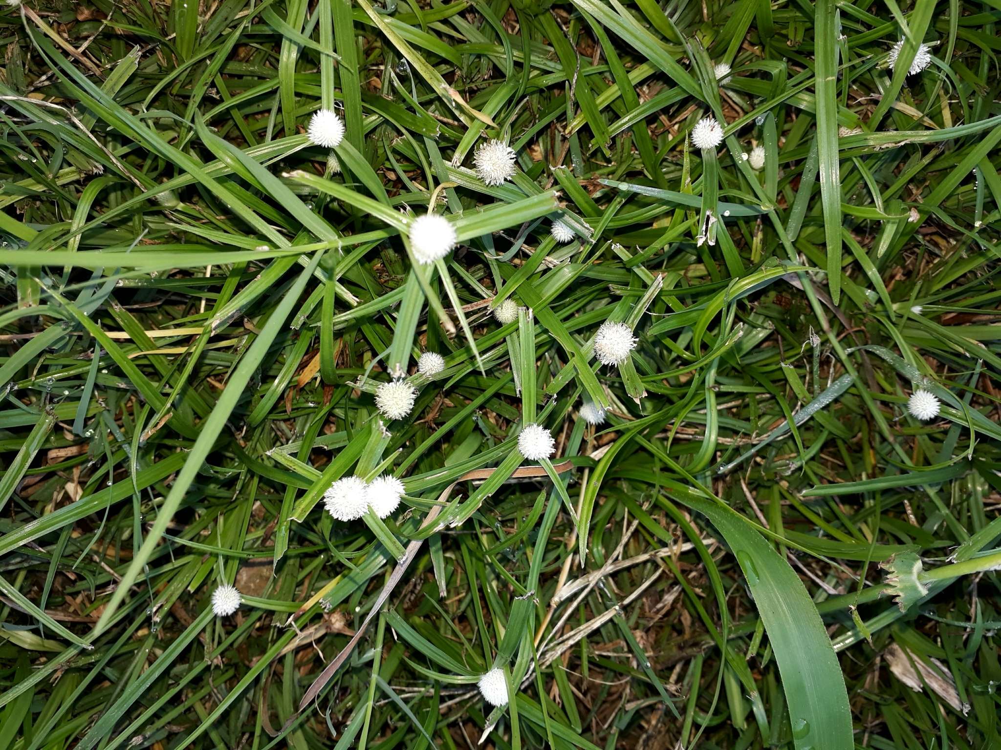 Слика од Cyperus brevifolius (Rottb.) Hassk.