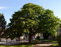 Image of Turkish Hazel